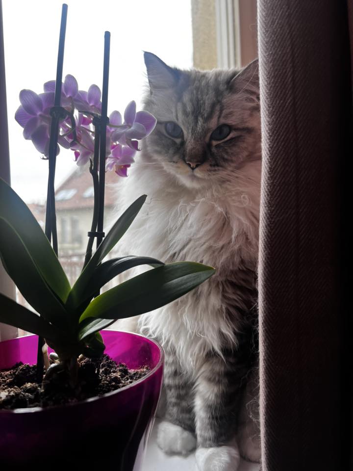 /images/Galeria/Ragdoll Rajongók Rezidenciája/31 Liza Vékony.jpg